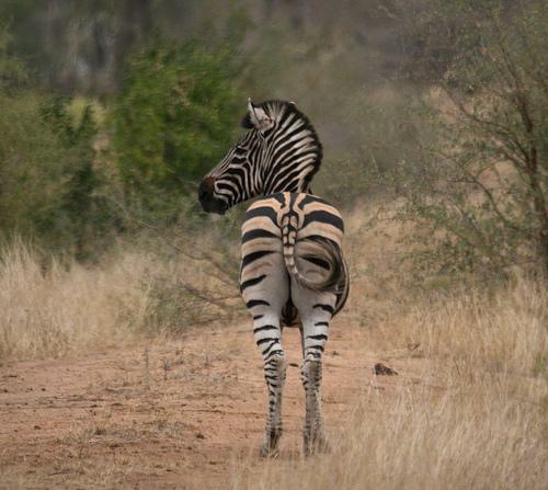 Back of Zebra